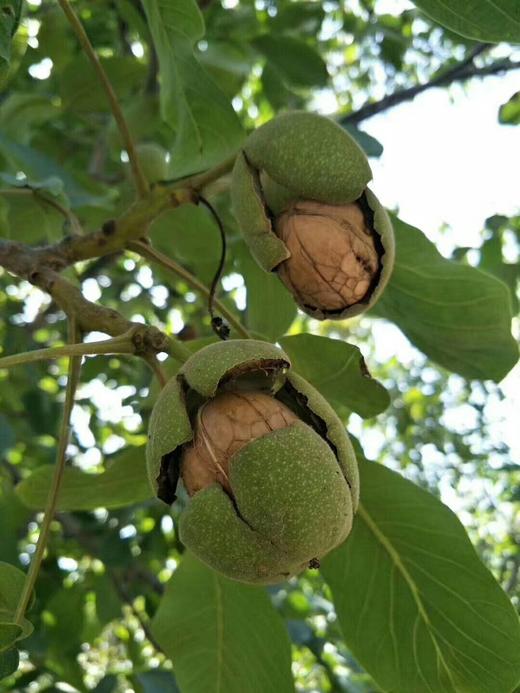 新疆阿克苏185纸皮核桃-3斤家庭装 商品图2