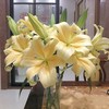 【皇帝香水百合】2头5支10朵/份  (杆子偏细) 商品缩略图4