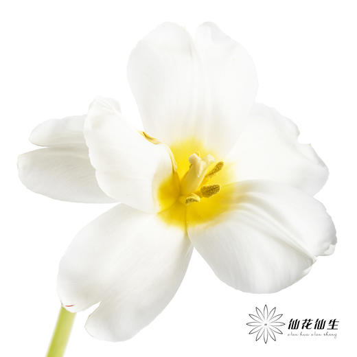 国产郁金香 | 皇家白 商品图0