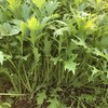 有机京水菜 | 绿家自产 * Organic mustard | Self-production 商品缩略图2
