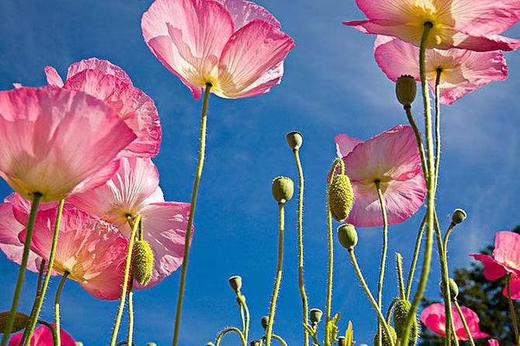 优品堂“如花似锦”桑蚕丝喷绘真丝巾长围巾 商品图13