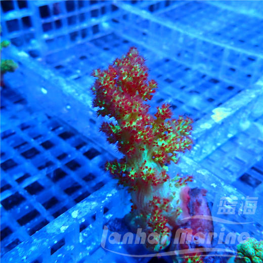 双色水桃花 商品图2