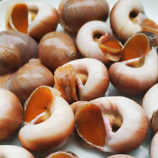 【香螺】3斤香螺鲜活玉海鲜水产。顺丰包邮 商品图2