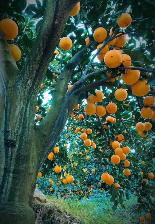 赣南脐橙 给你一口自然橙长的甜 精品礼盒装 商品图4