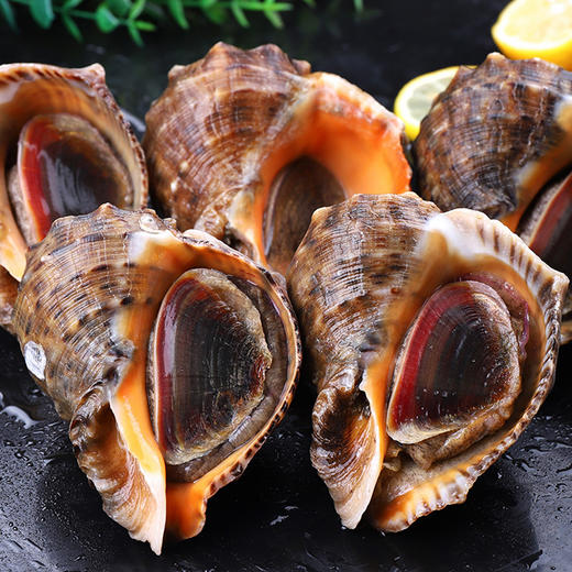 【顺丰包邮】青岛本地海捕海螺——青岛特产3斤鲜活发货 商品图1