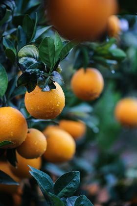 赣南脐橙 给你一口自然橙长的甜 精品礼盒装