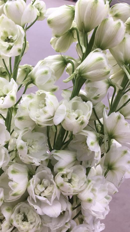 进口大飞燕白色5支扎约100公分