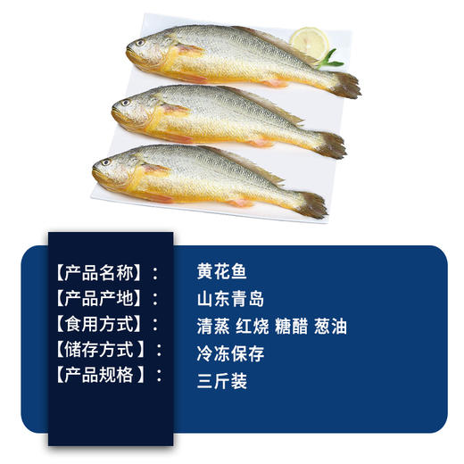 【顺丰包邮】2-2.4斤青岛大黄花鱼——新鲜冷冻大黄鱼单条1斤-1.2斤 商品图1