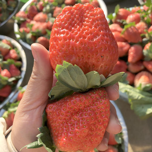 攀枝花露天冬草莓，天然成熟，口口流汁！ 商品图3