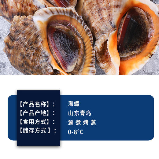 【顺丰包邮】青岛本地海捕海螺——青岛特产3斤鲜活发货 商品图2