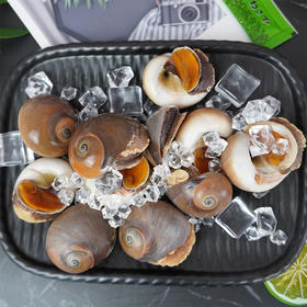 【香螺】3斤香螺鲜活玉海鲜水产。顺丰包邮