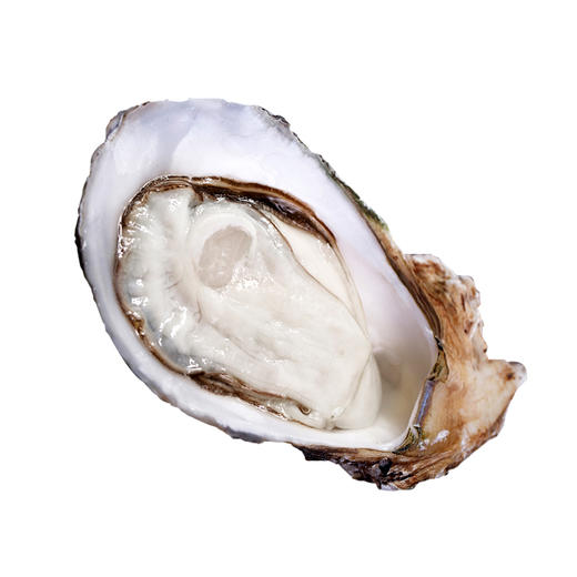 【顺丰包邮】青岛生蚝海蛎子鲜活新鲜5斤大号海鲜牡蛎贝壳即食水产 商品图4