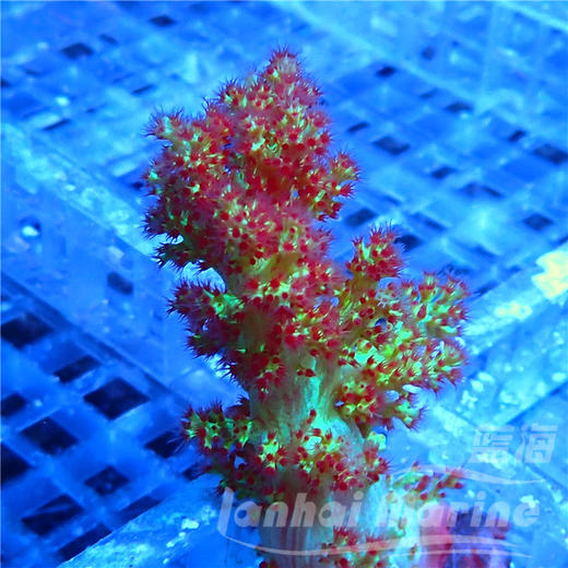 双色水桃花 商品图3