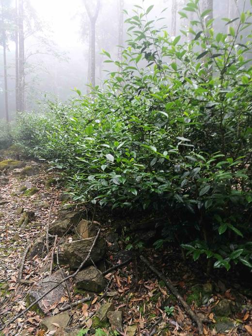 岩中茗 深林野水 3000元/斤 商品图4