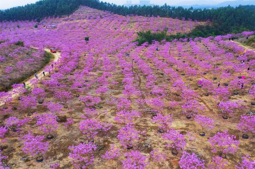 12月26日，特惠98元【江门紫花风铃】花海1天行摄<臻享1元> 商品图3