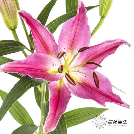 百合 | 西诺红 商品图0