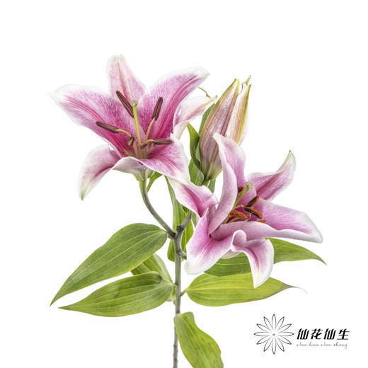 百合 | 索尔邦 商品图4