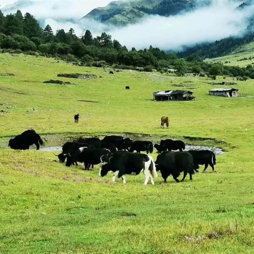 香格里拉雪域牦牛肉 | 高原放养 | 口感紧实 脂肪少 | 基地直发 顺丰包邮 * Shangri-La Snowy Region Yak Beef 商品图5