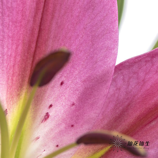 百合 | 西诺红 商品图3