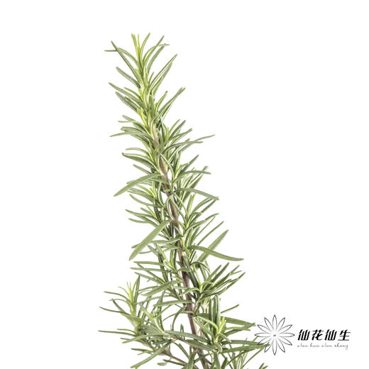 叶材 | 迷迭香 商品图0