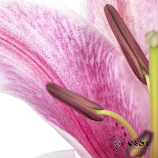 百合 | 索尔邦 商品图2