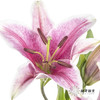 百合 | 索尔邦 商品缩略图0