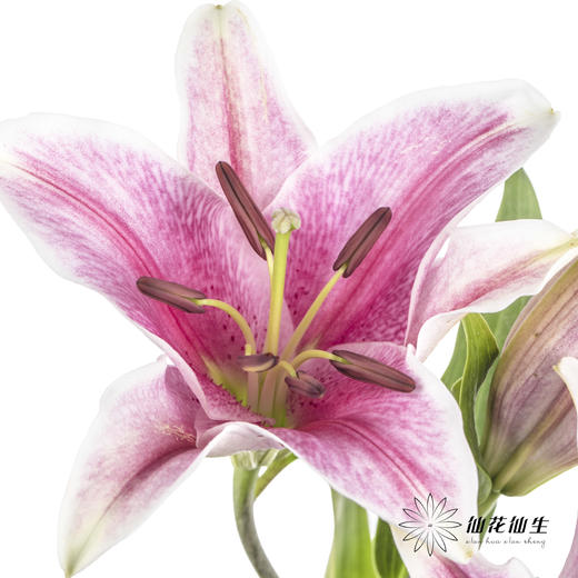 百合 | 索尔邦 商品图0