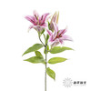 百合 | 索尔邦 商品缩略图5