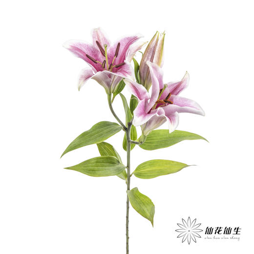 百合 | 索尔邦 商品图5