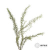 叶材 | 迷迭香 商品缩略图3