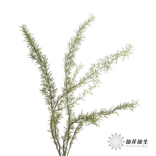 叶材 | 迷迭香 商品图3