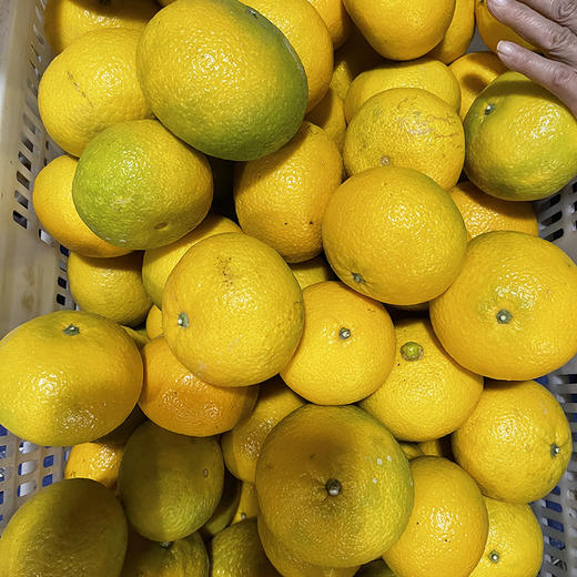 福建甜心柚，纯甜无酸，清香爽口，一口鲜嫩多汁，甜进心里~ 商品图4