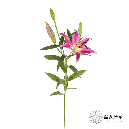 百合 | 西诺红 商品图5