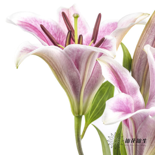 百合 | 索尔邦 商品图3