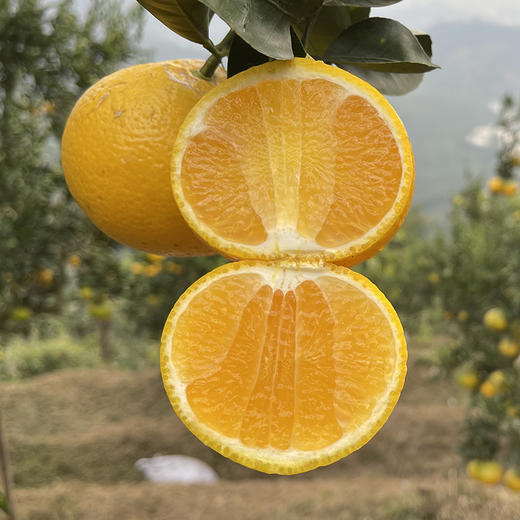 福建甜心柚，纯甜无酸，清香爽口，一口鲜嫩多汁，甜进心里~ 商品图0