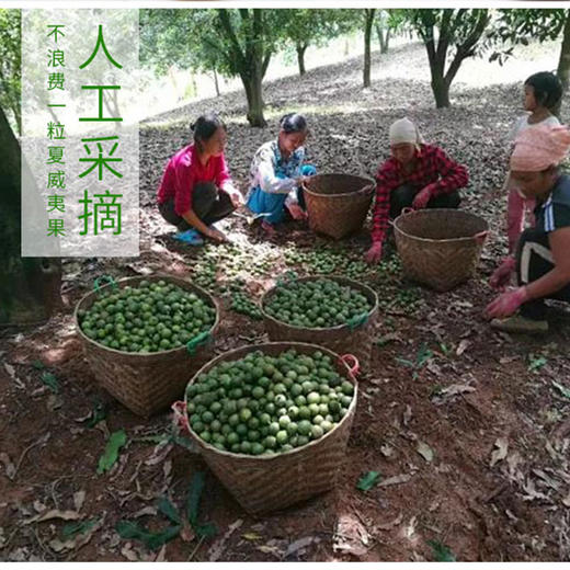 云南坚果夏威夷果仁80g/盒 商品图4