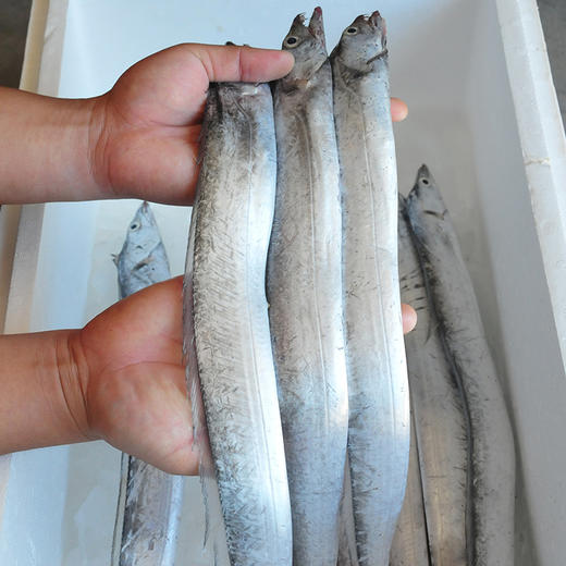 舟山无冰带鱼1箱9斤
