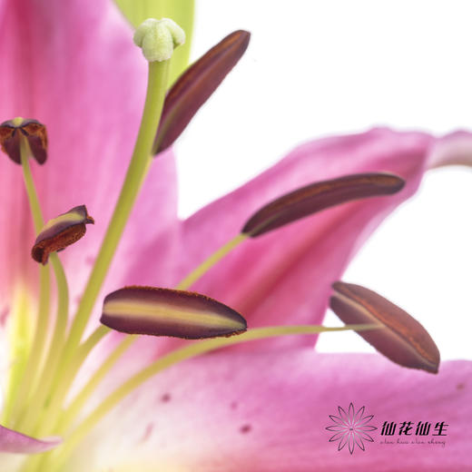 百合 | 西诺红 商品图2