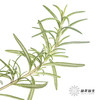 叶材 | 迷迭香 商品缩略图1