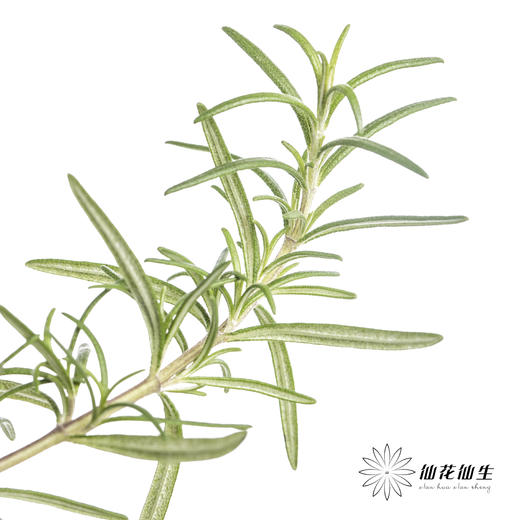 叶材 | 迷迭香 商品图1