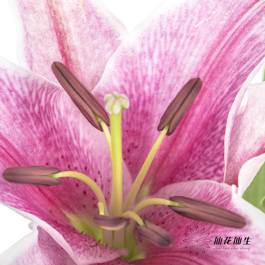 百合 | 索尔邦 商品图1