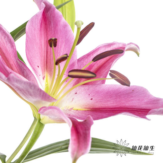 百合 | 西诺红 商品图1