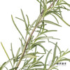 叶材 | 迷迭香 商品缩略图2