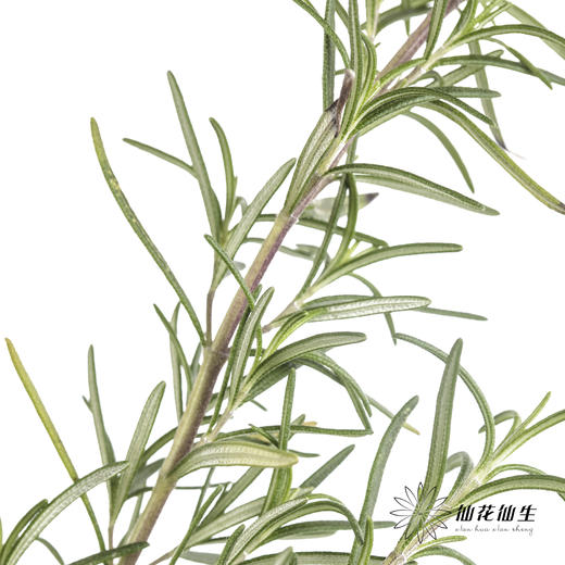 叶材 | 迷迭香 商品图2