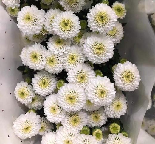 dxf重瓣小菊白色扣菊