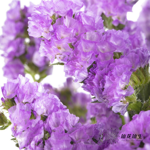 配花 | 勿忘我浅紫色 商品图4