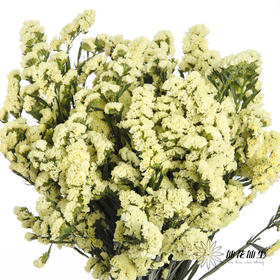 配花 | 勿忘我黄色