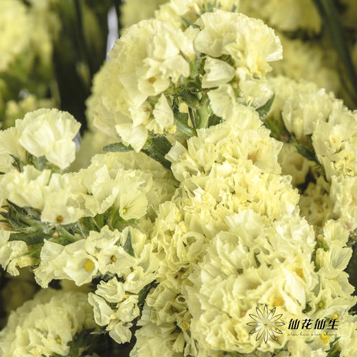 配花 | 勿忘我黄色 商品图5