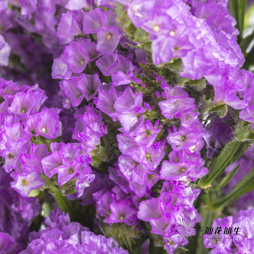 配花 | 勿忘我浅紫色 商品图2