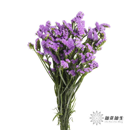 配花 | 勿忘我浅紫色 商品图5